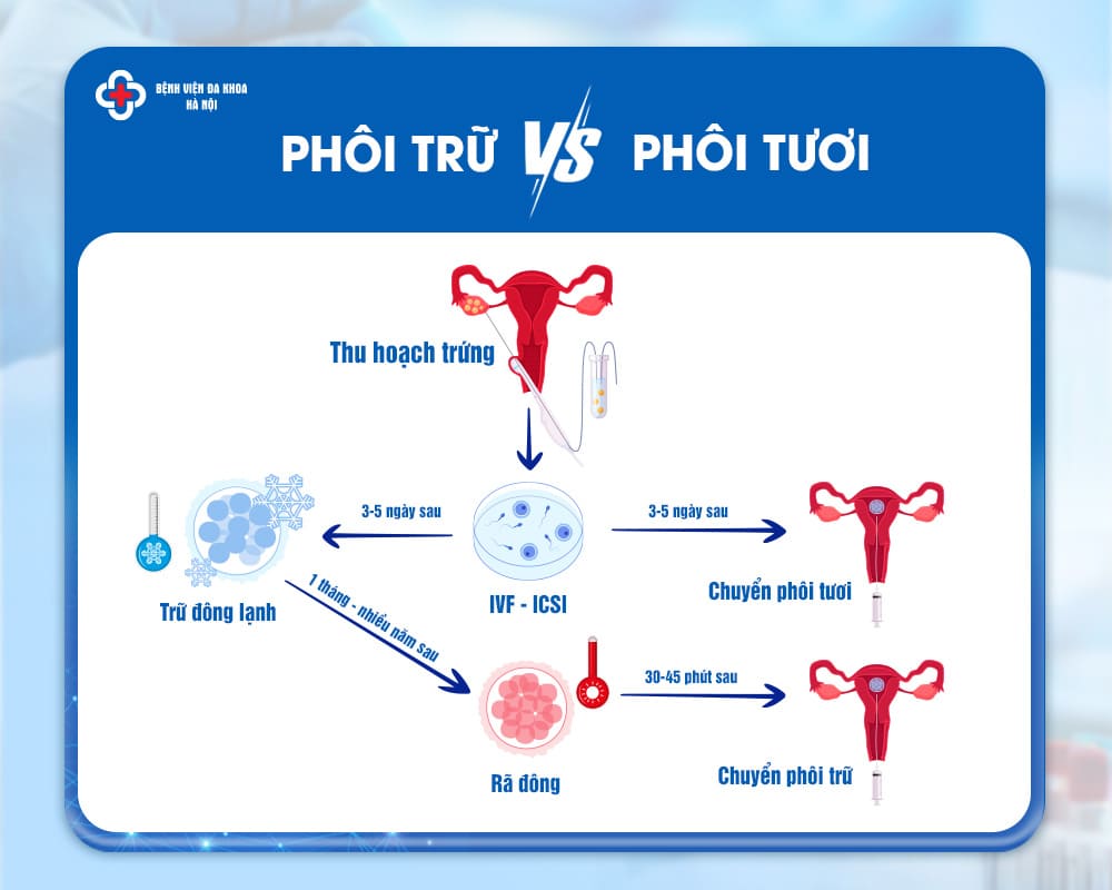 phôi trữ vs phôi tươi