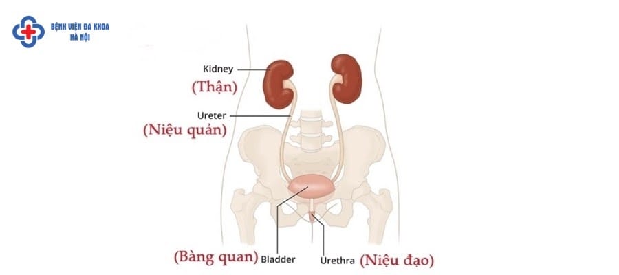Khám tiết niệu bao gồm những gì?