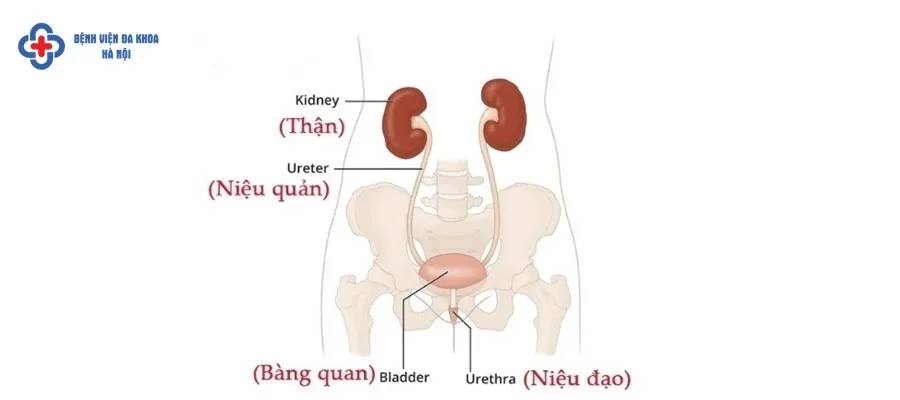 Khám tiết niệu bao gồm những gì? Khám tiết niệu bao gồm những gì?