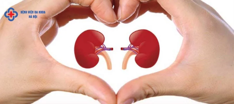 Nguyên nhân và cách điều trị bệnh sỏi thận Nguyên nhân và cách điều trị bệnh sỏi thận