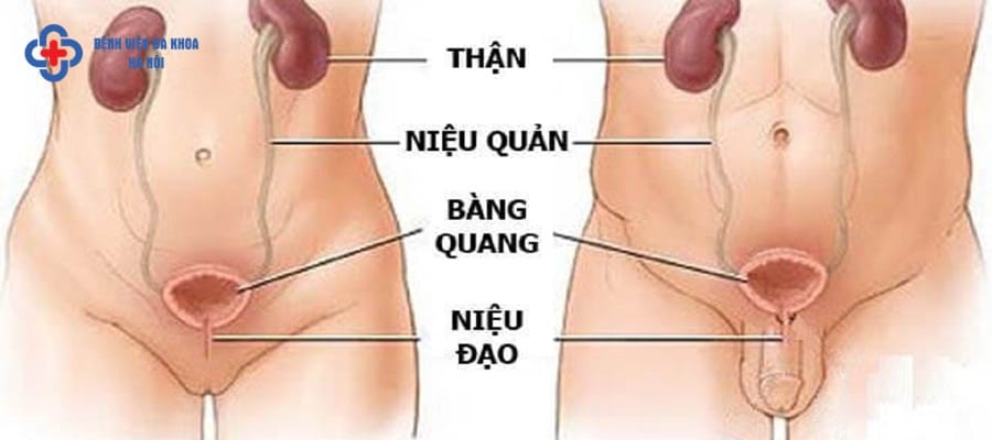 Chi phí khám viêm đường tiết niệu bao nhiêu tiền? Chi phí khám viêm đường tiết niệu bao nhiêu tiền?