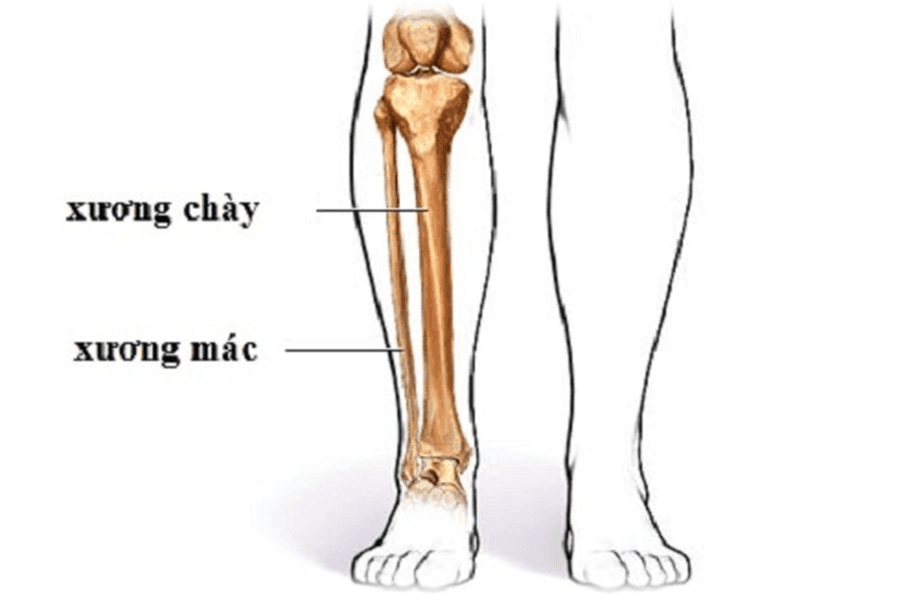 Cấu tạo của cẳng chân Cấu tạo của cẳng chân