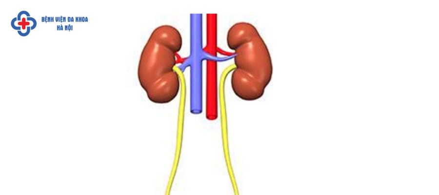 Khám thận tiết niệu ở Hà Nội nên chọn địa chỉ nào? Khám thận tiết niệu ở Hà Nội nên chọn địa chỉ nào?