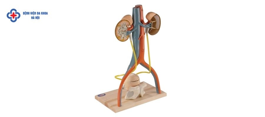 Nên đi khám tiết niệu định kỳ hoặc khi có dấu hiệu lạ Nên đi khám tiết niệu định kỳ hoặc khi có dấu hiệu lạ