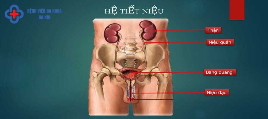 Hệ tiết niệu trong cơ thể con người