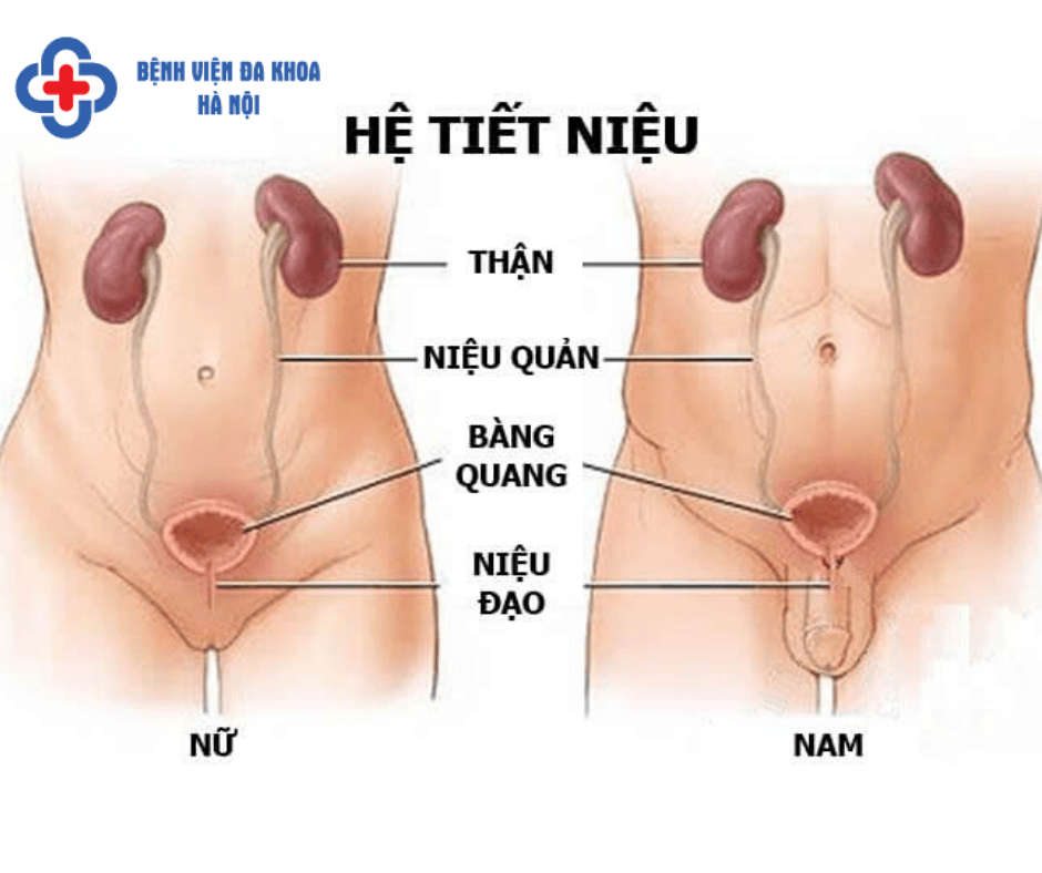 Vì sao khám tiết niệu lại quan trọng?