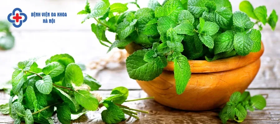 Uống nước lá húng quế
