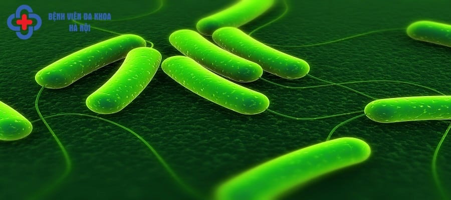 Vi khuẩn E.Coli gây viêm đường tiết niệu