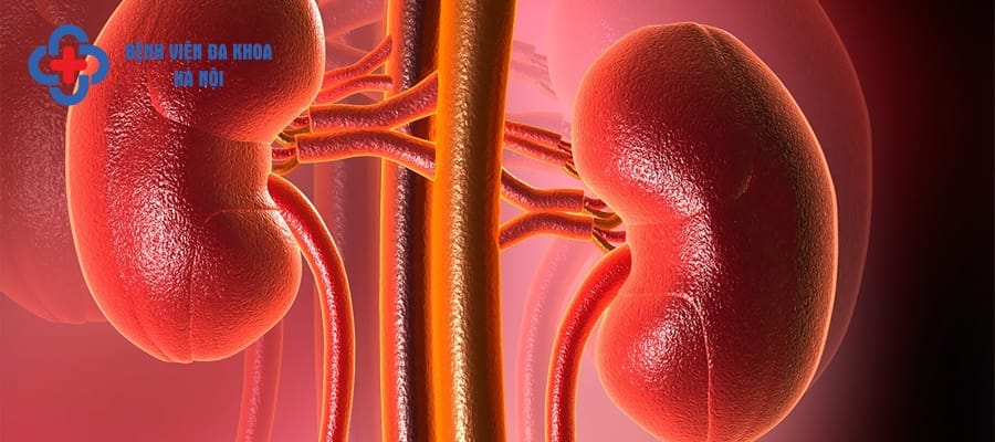 Thận yếu khiến người bệnh đi tiểu nhiều lần hơn