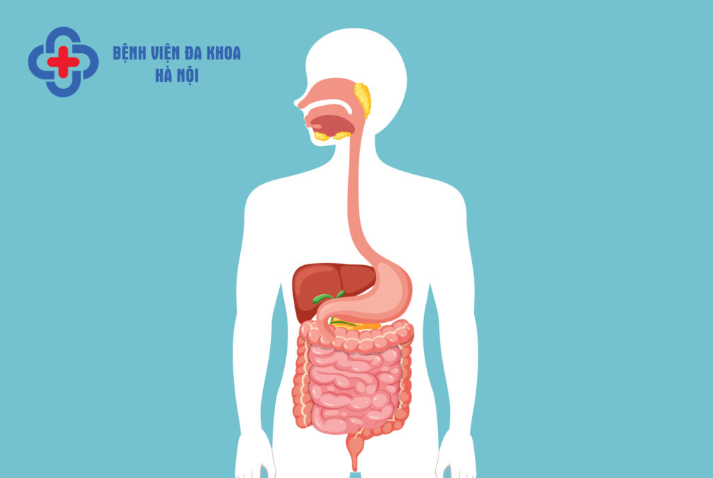 hệ tiêu hóa