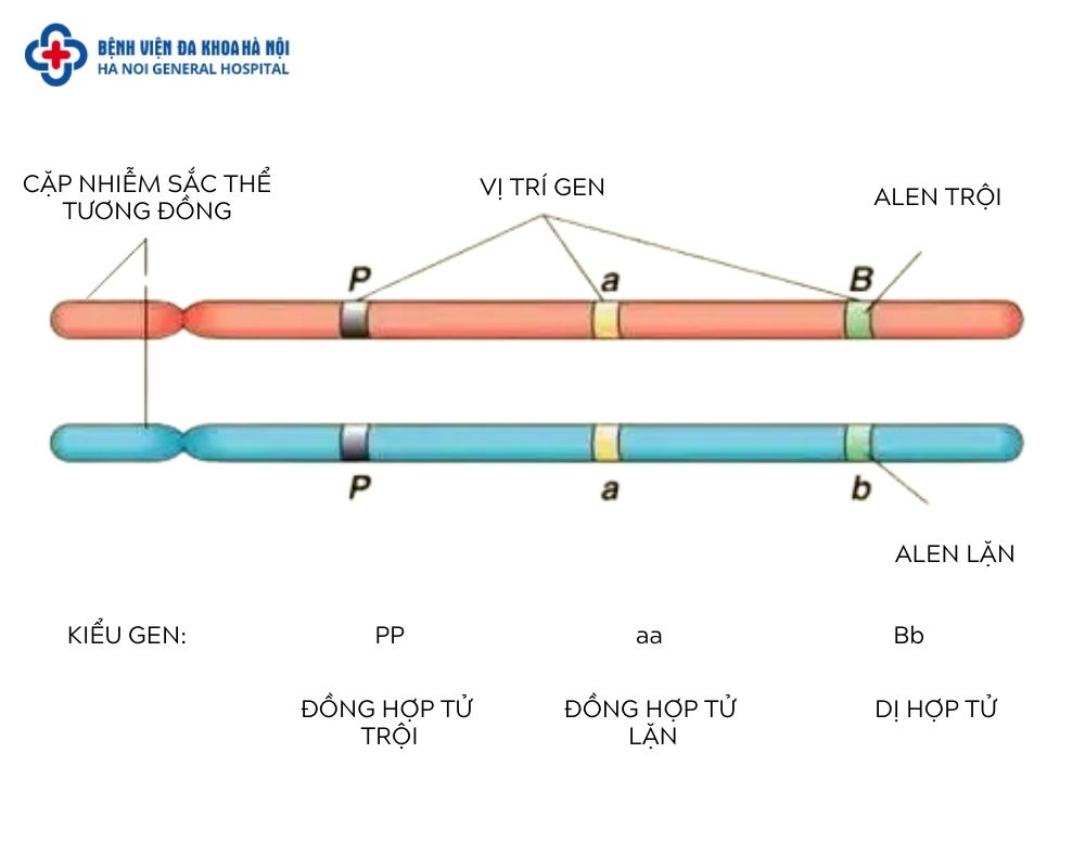 Dị hợp tử là gì?