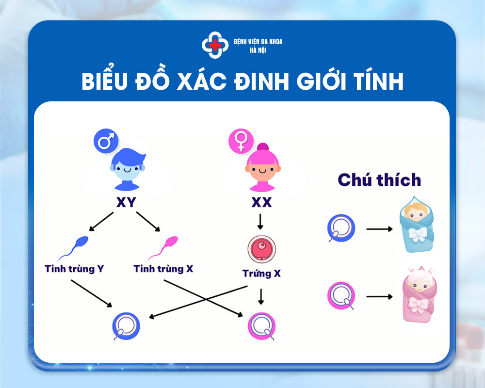 Biểu đồ xác định giới tính