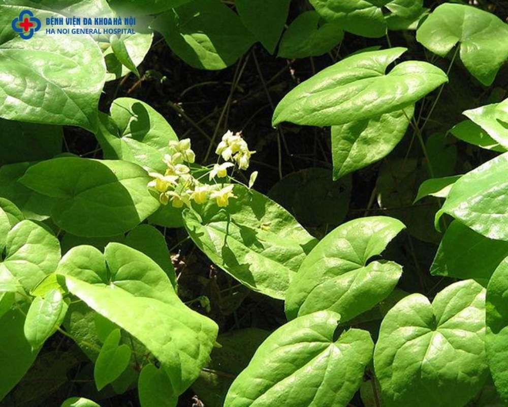 Dùng rượu thuốc từ dâm dương hoắc